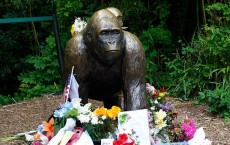 Controversy Rages After Shooting Death Of Endangered Gorilla At Cincinnati Zoo 