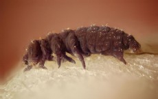 Collembola from the drainage of a hot spring in Lassen County, California