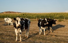 Daily Farmers Struggle Due To Falling Prices Of Milk In Spain