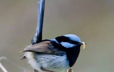 fairy-wren