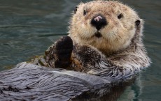 Sea otter