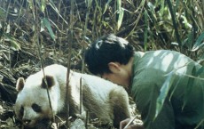 Giant Pandas Threatened by Climate Change  