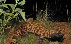 Reticulate Gila Monster