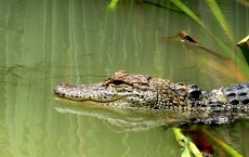 alligator