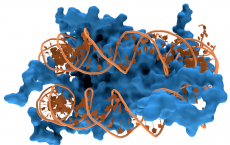 Nucleosome1