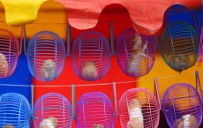 Study Depicts the Presence of Boredom in Captive Animals