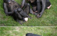 Aping of Different Kind: Contagious Yawn in Bonobos in Close Relation