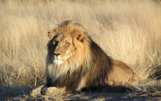 Lion in Namibia