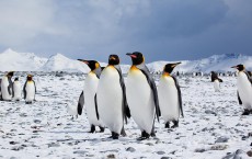 Emperor Penguins