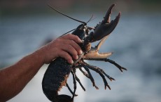 Scientists Release Lobsters To Repopulate Former Habitat