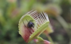 Venus Flytrap