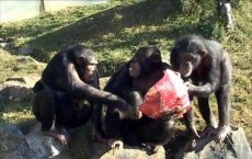 Chimp's Intelligence is Determined by its Genes