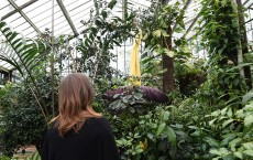 Kew Gardens Titan Arum, AKA The Big Stink, In Rare Full Bloom