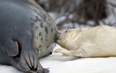 Seals Adopt Flexible Parenting Style