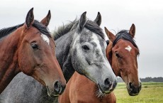 Horses