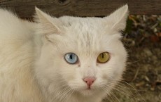 Cat Briciola with pretty and different colour of eyes