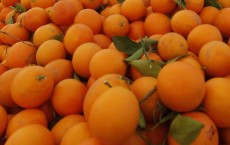 Mites Protect Valencian Orange Exports