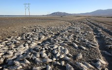 Environmentalists Challenge Salton Sea Development Project