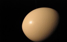 Ostrich Egg