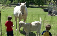 Farm children