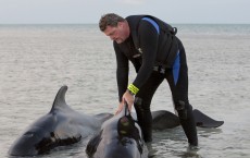 Pilot Whales Stranded