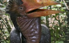 Helmeted Hornbill