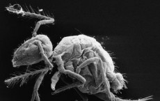 Arthropods Belonging to Ancient Animal Species Discovered