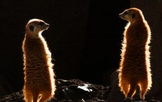 Beautiful Meerkats