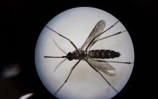 World's Largest Mosquito Factory Aims To Prevent Zika