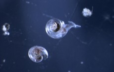 Ocean Acidification Affects Life of Marine Creatures