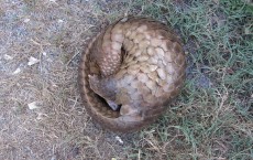 Pangolin