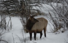 Elk