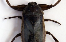 Lethocerus