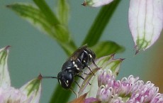 Hylaeus species. Yellow-faced Bee - Flickr - gailhampshire 