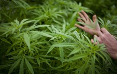 Israel Pioneers Use Of Medical Marijuana