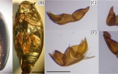 Whirligig Beetles Inspire Energy-Efficient Robots