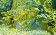 Leafyseadragon