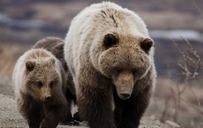 Grizzly Bear- Sow and cubs