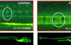 Probiotics Help Fish Grow up Faster and Healthier