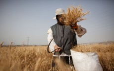 Orthodox Jews Harvest Wheat For Next Year's Passover 