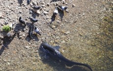 European Catfish or ‘Freshwater Killer Whales’ Caught Hunting Pigeons Near Shore