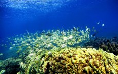 Coral Reef in Hawaii