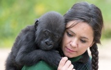 Rare Glimpse Of Bristol Zoo's Hand Reared Gorilla As She Reaches Her Six Month Milestone