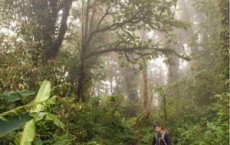 Cloud Forest Trees Use Leaves To Consume Water