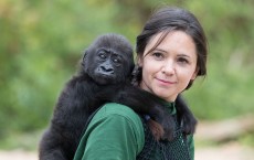 Rare Glimpse Of Bristol Zoo's Hand Reared Gorilla As She Reaches Her Six Month Milestone