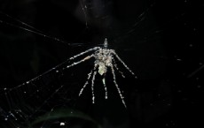 Spider That Builds Fake Decoys Spotted in Amazon Forest