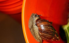 Snails intoxicated with Pabst Blue Ribbon Beer suffer much lesser pain on being executed for experimental purposes.