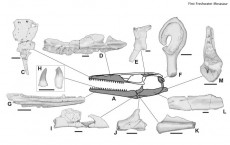 Fossilized Bones of World’s First Freshwater Mosasaur Unearthed