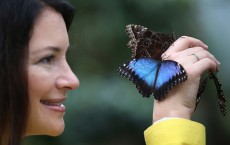 Gardener And TV Presenter Rachel de Thame Visits The Butterflies In The Glasshouse At RHS Garden Wisley