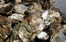 Oyster Fisherman Battles National Park Service Over Harvest Rights